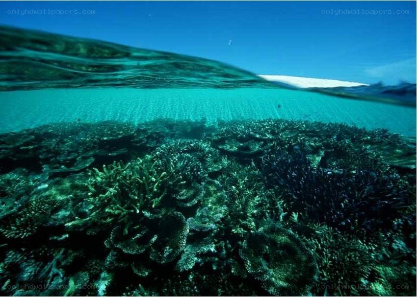Coral reef underwater scene
