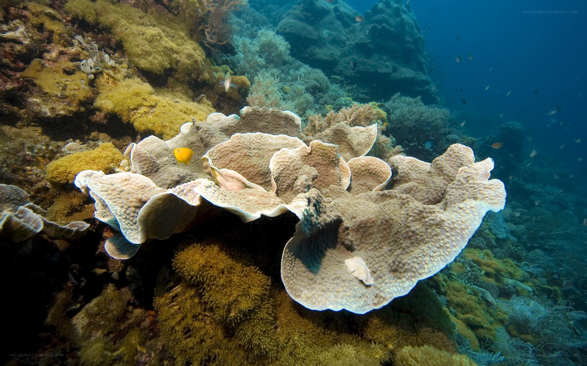 Coral reef underwater scene