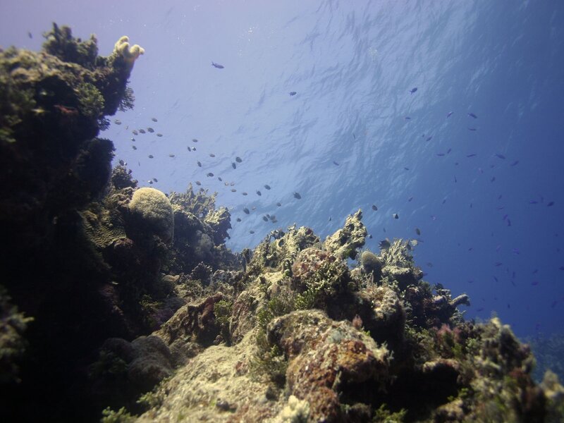 Coral Reef Underwater