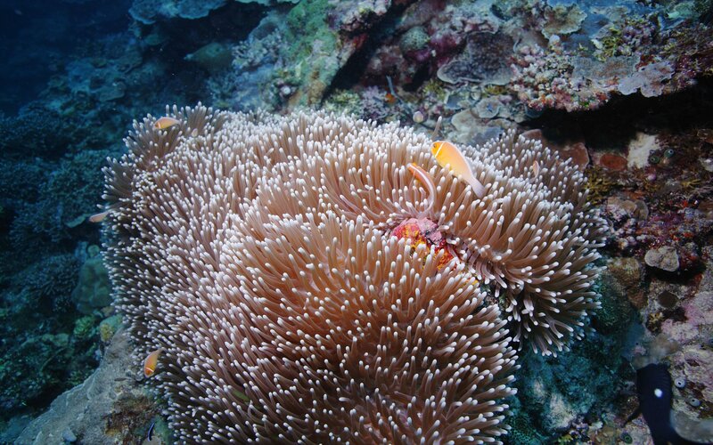 coral reef with anemone and fish
