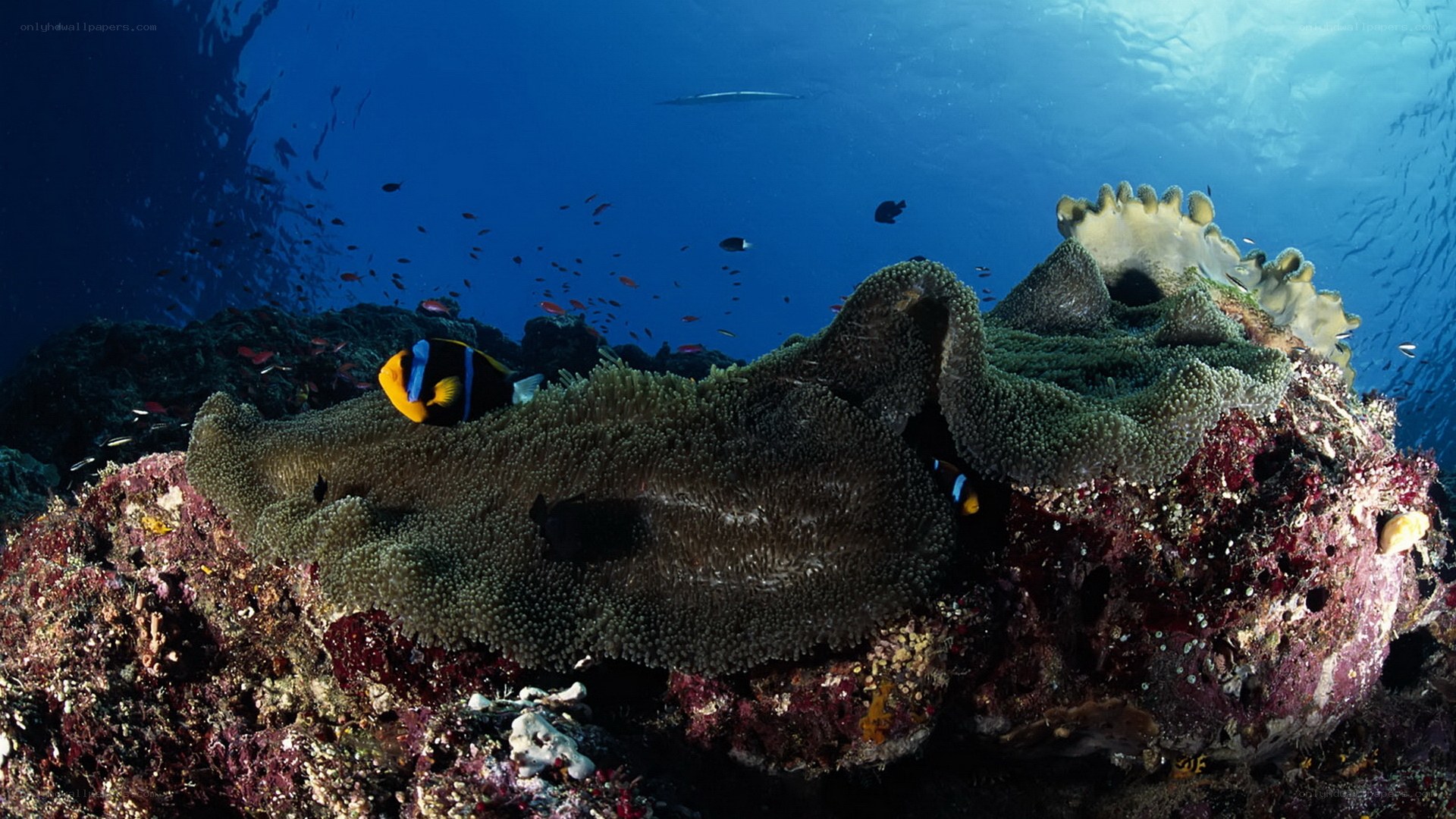Coral reef with anemone and fish