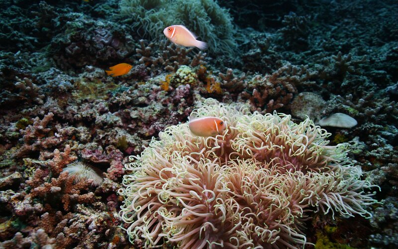 Coral reef with anemone fish