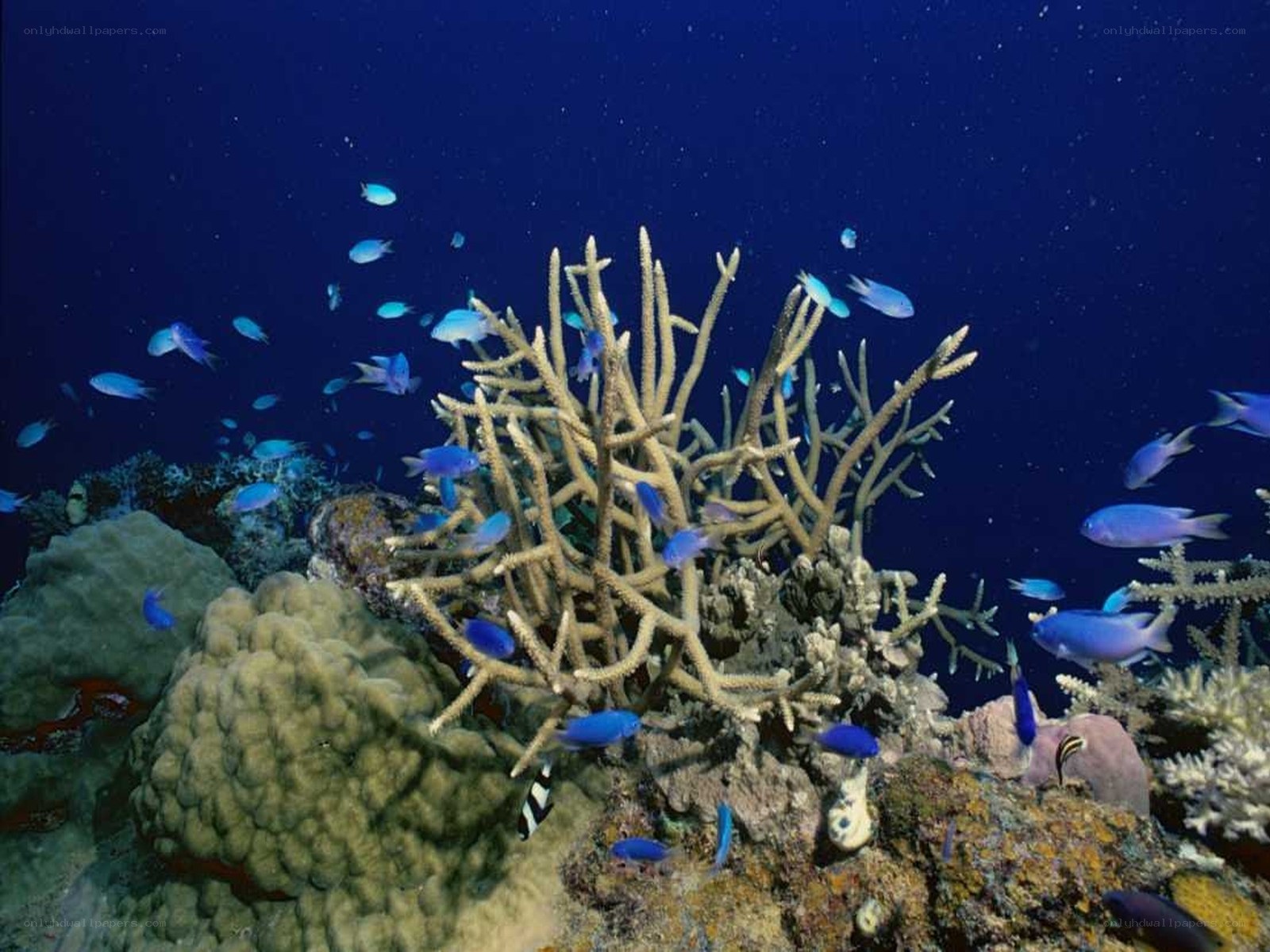 Coral reef with blue fish