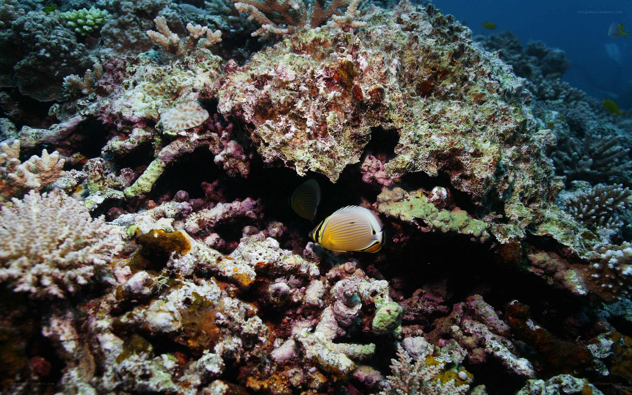 Coral reef with butterflyfish