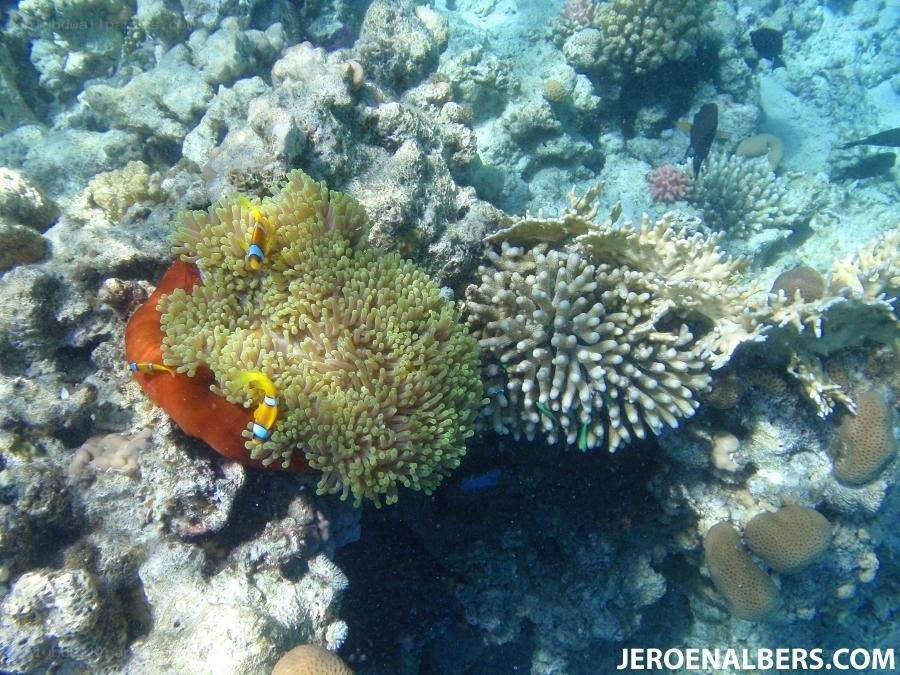 coral reef with clownfish