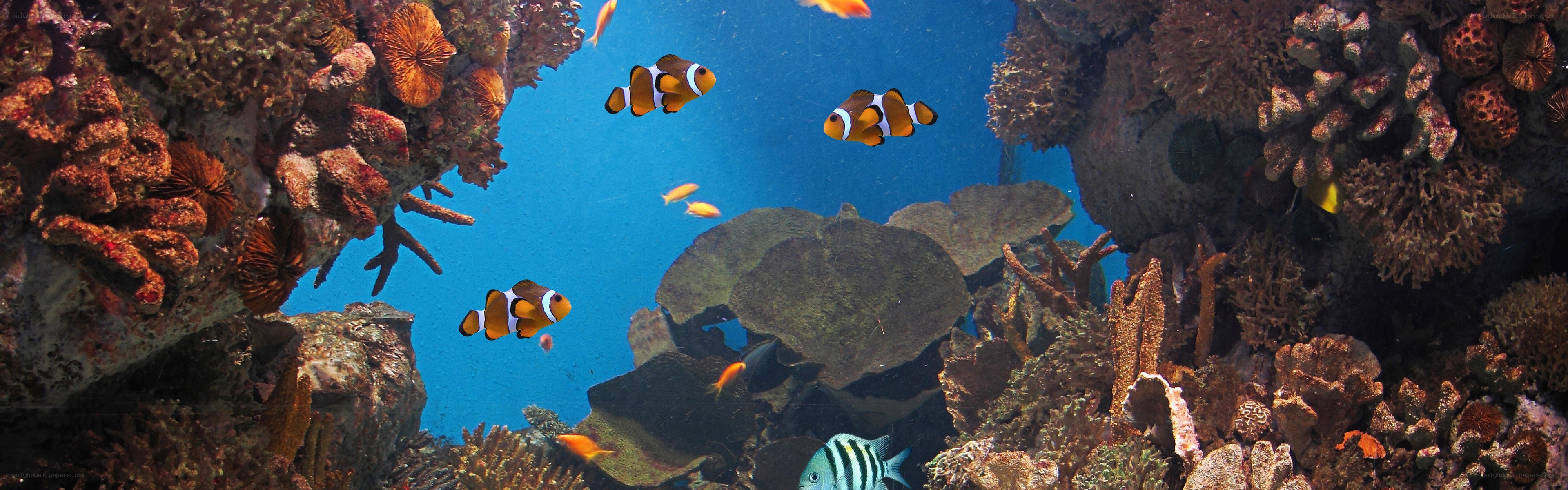 Coral reef with clownfish