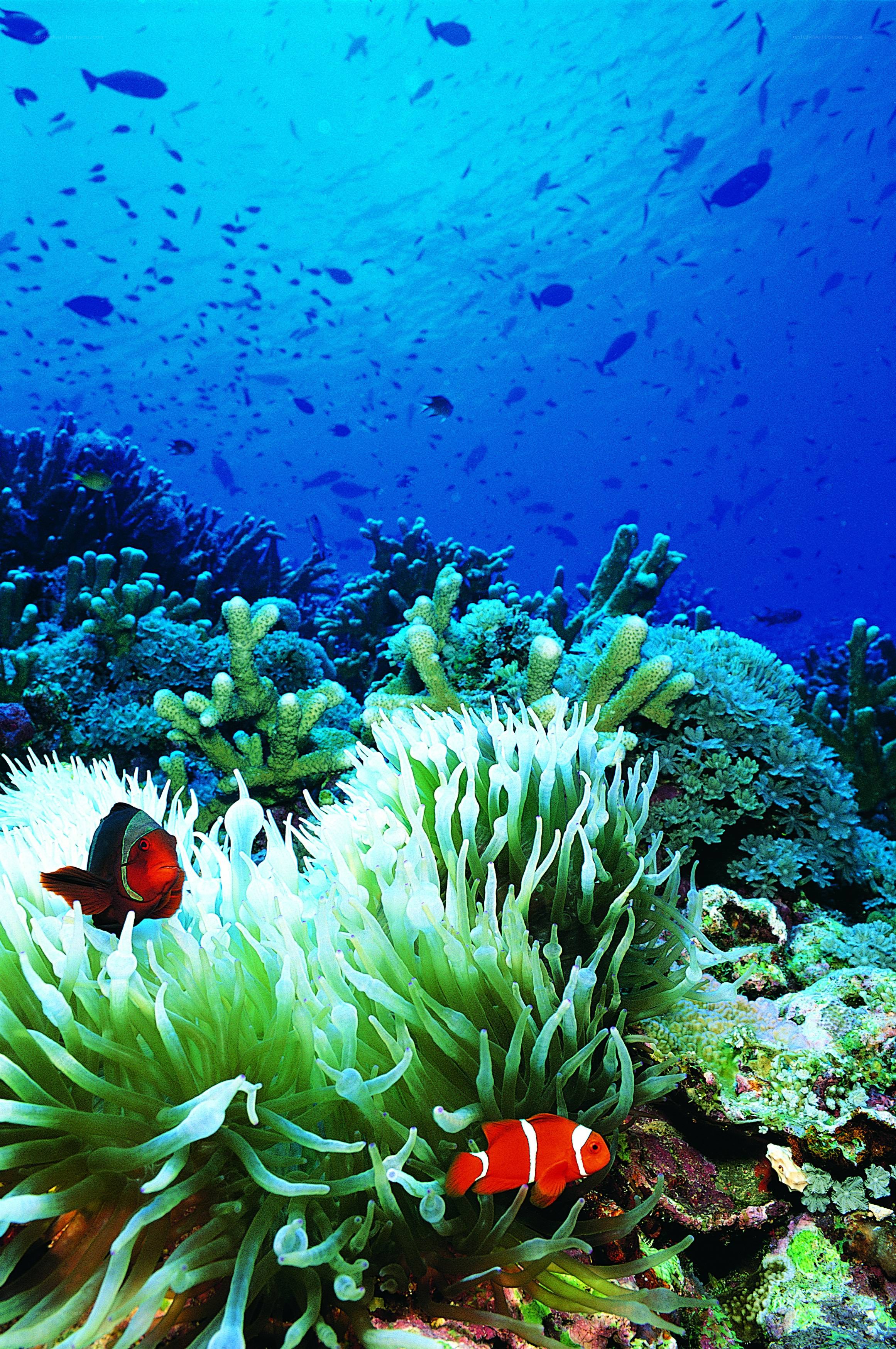 Coral reef with clownfish
