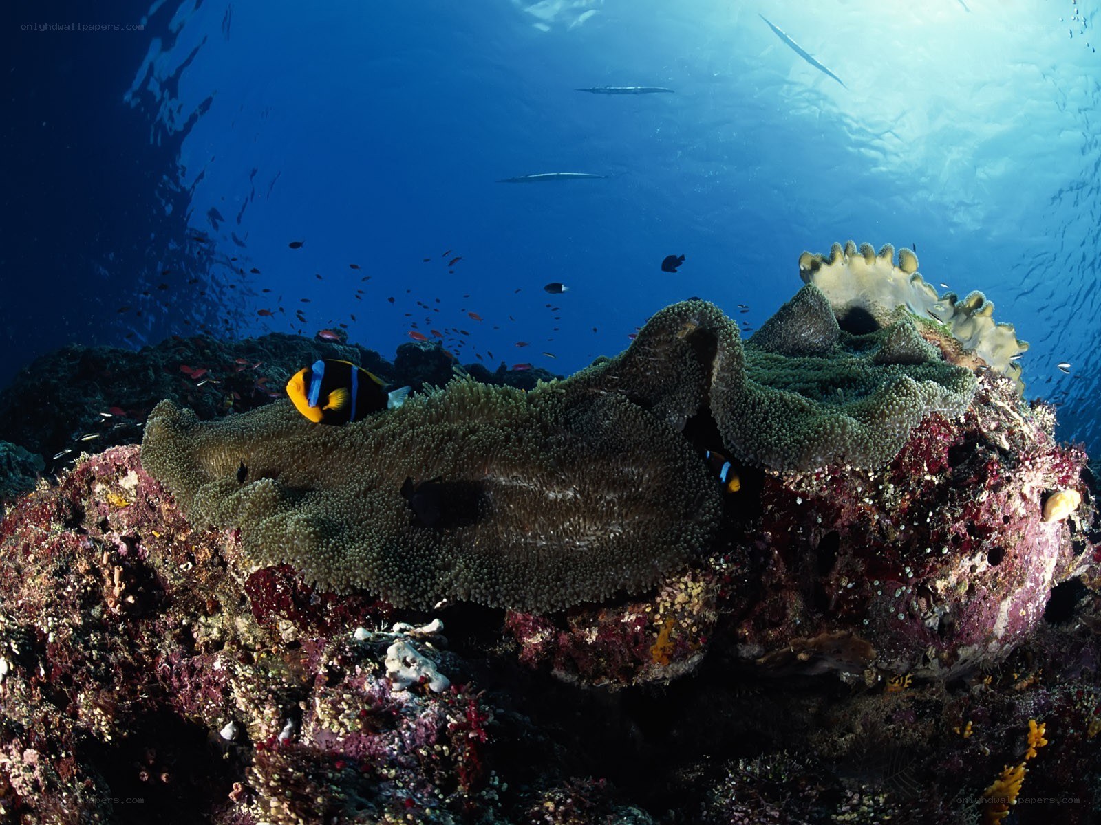 Coral reef with clownfish