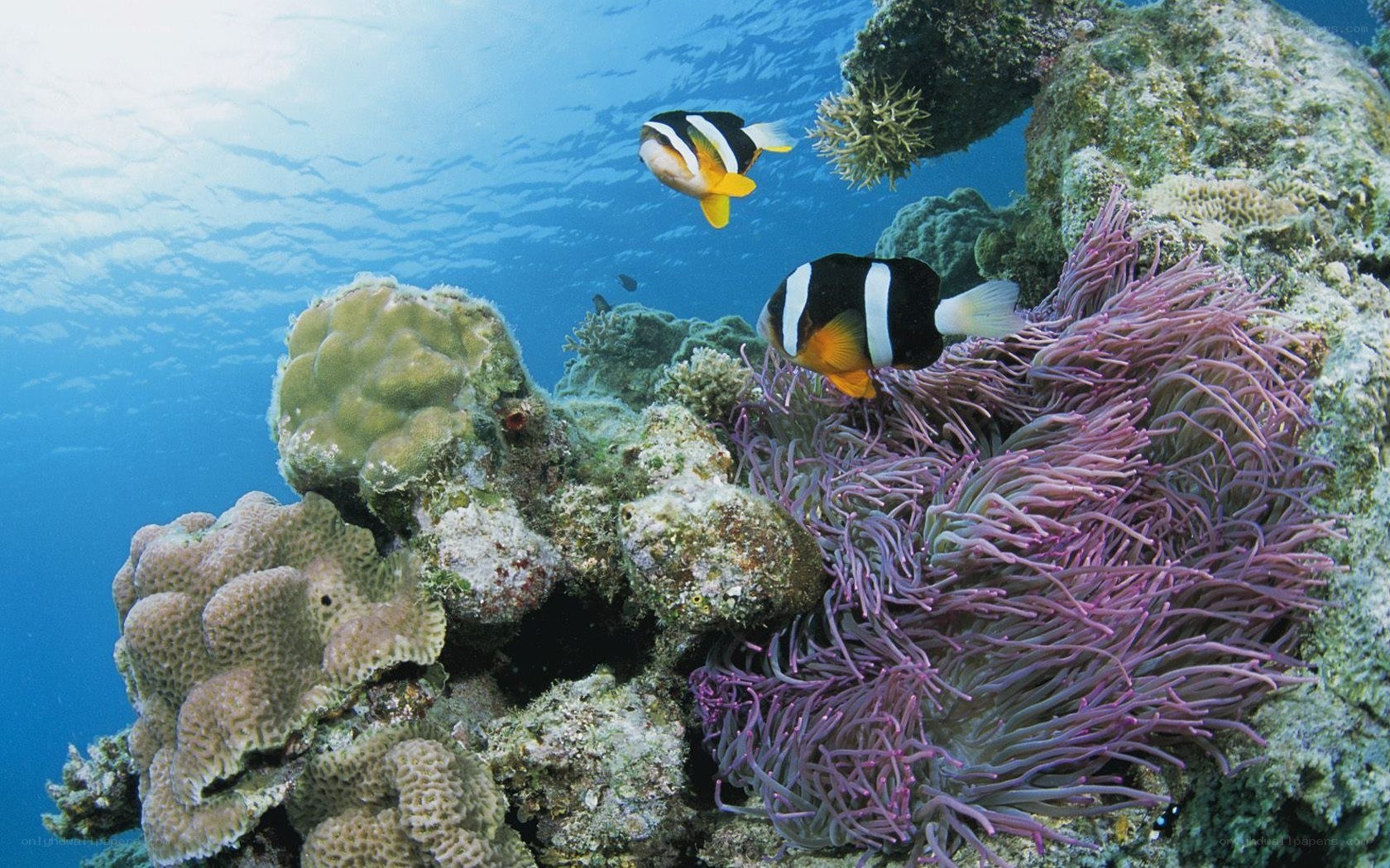 Coral reef with clownfish
