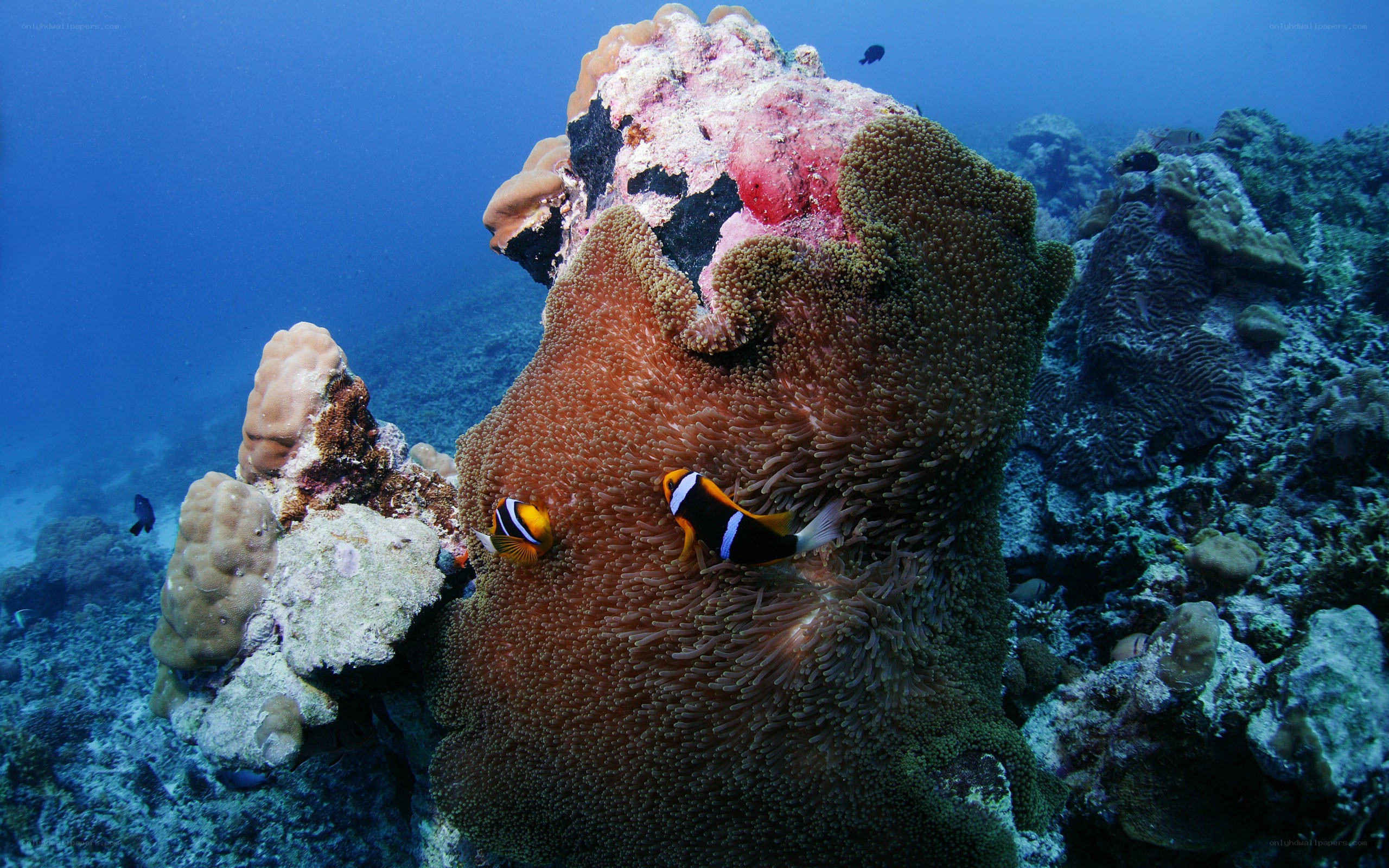 Coral reef with clownfish