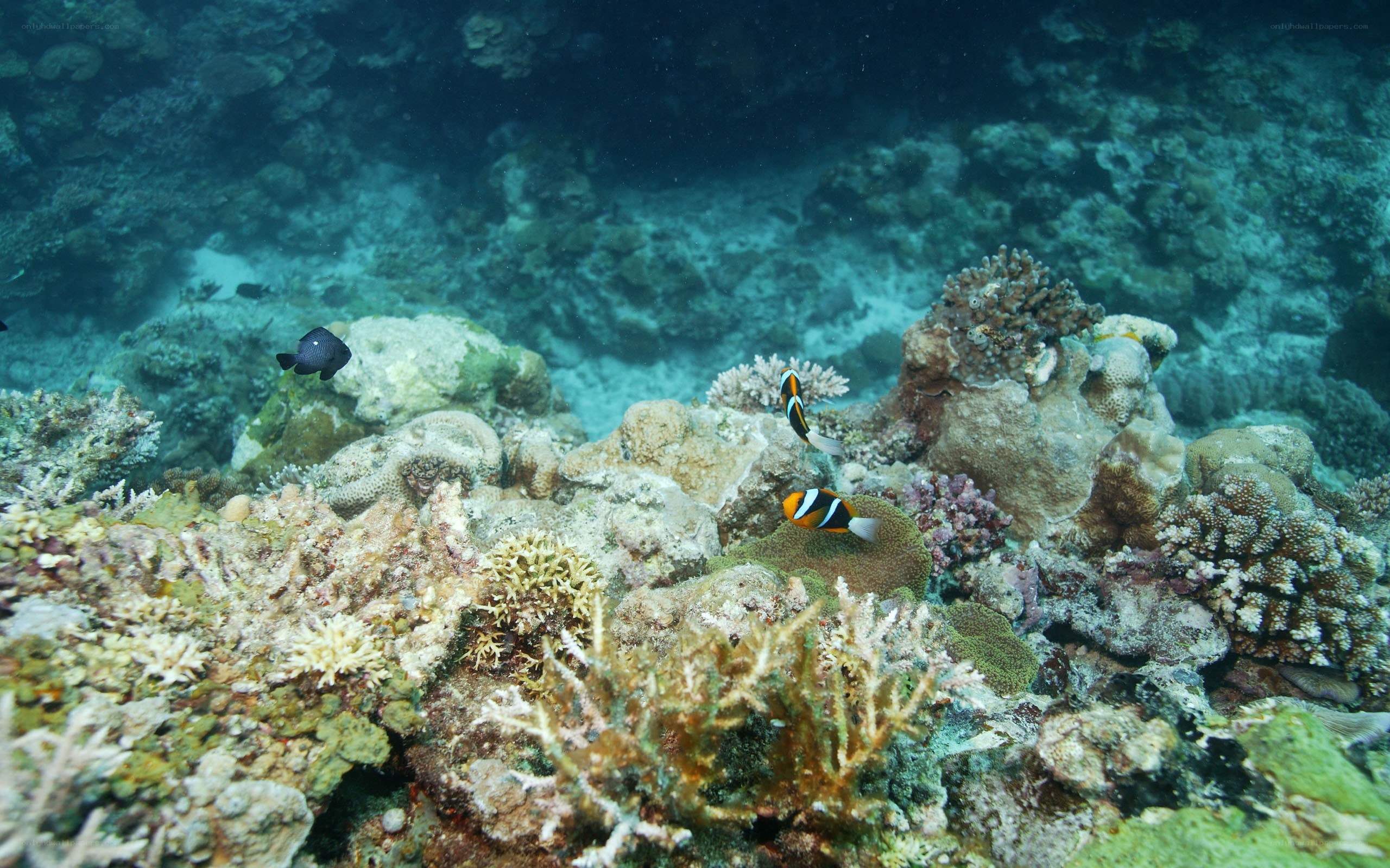Coral reef with clownfish