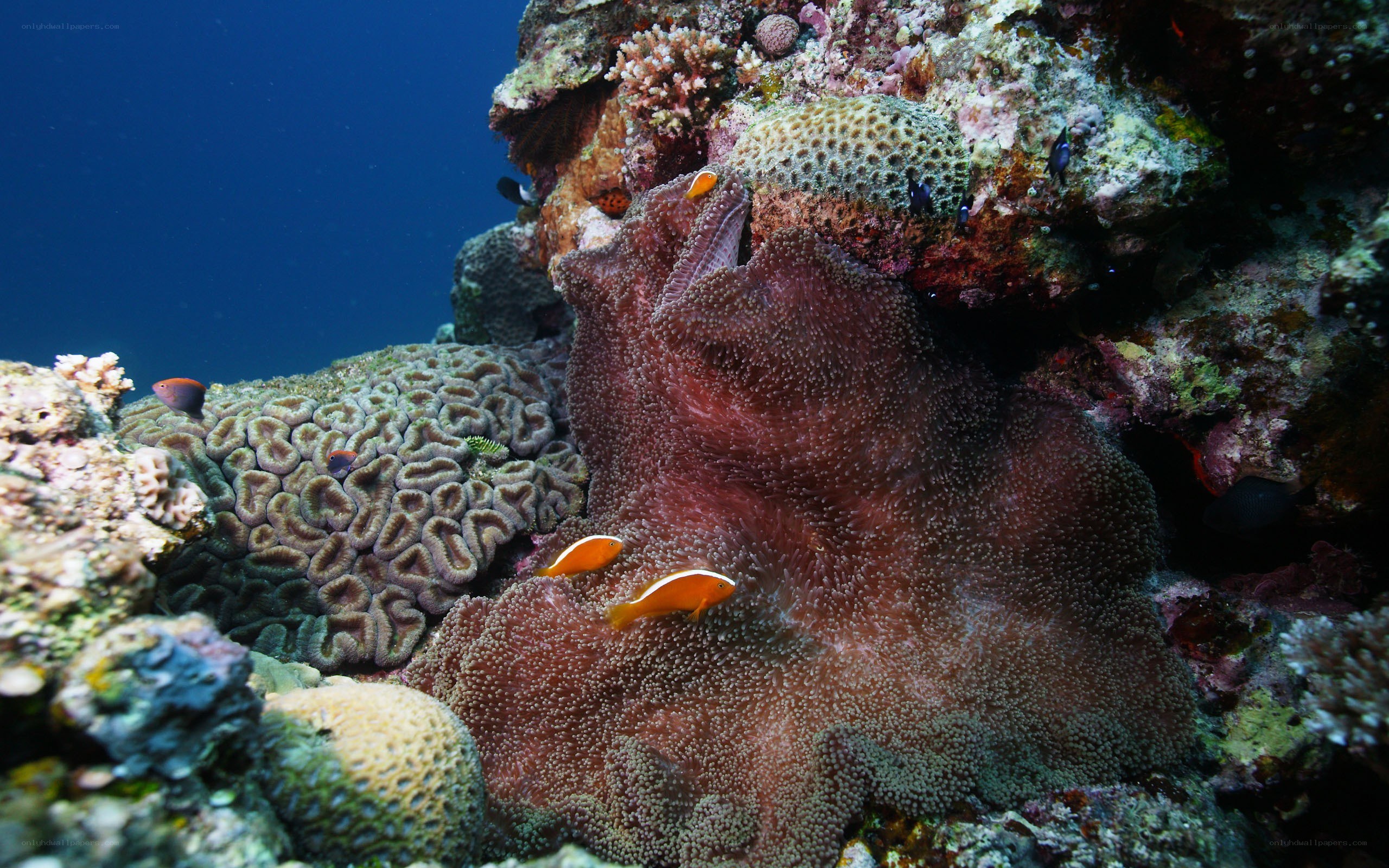 Coral reef with clownfish