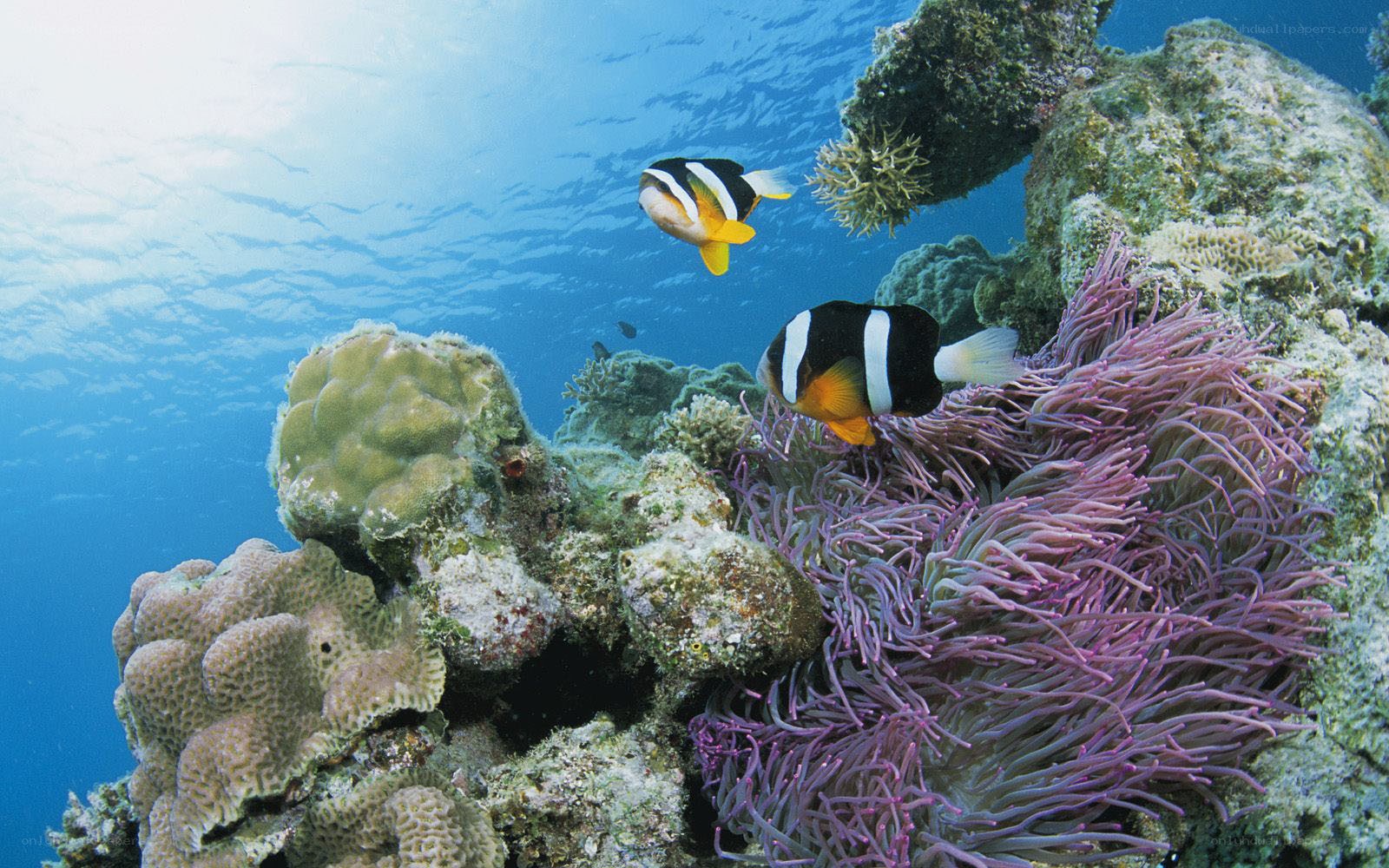 Coral reef with clownfish