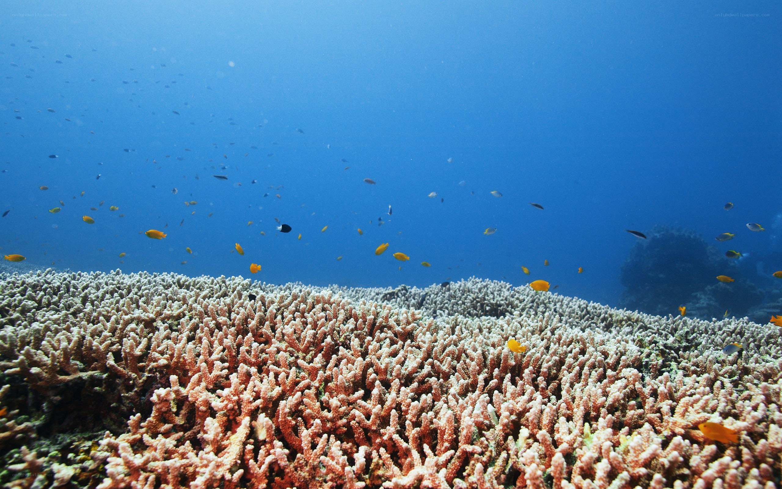 Coral reef with fish