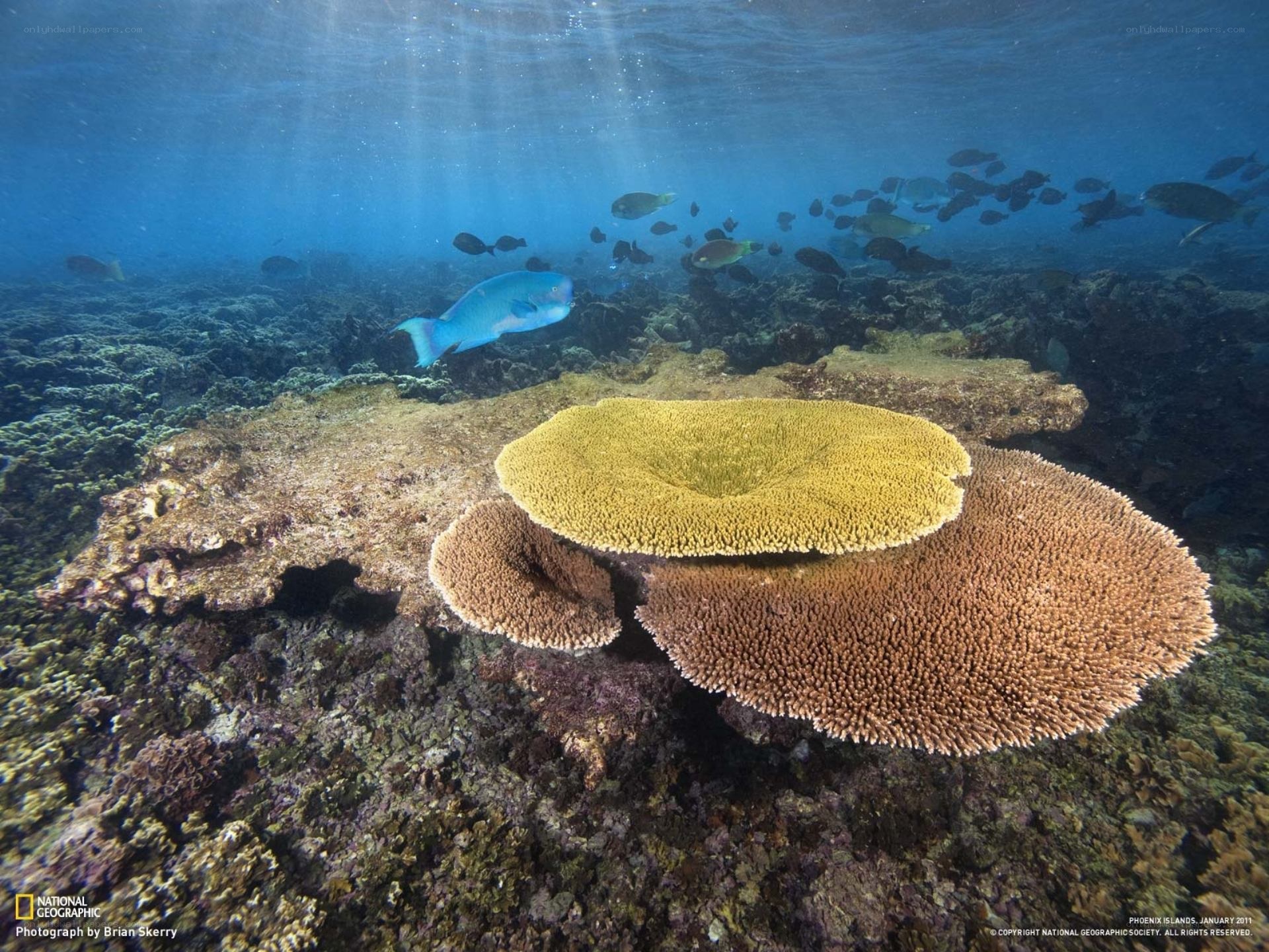 Coral reef with fish