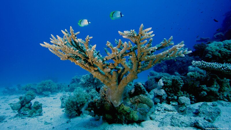 Coral reef with fish