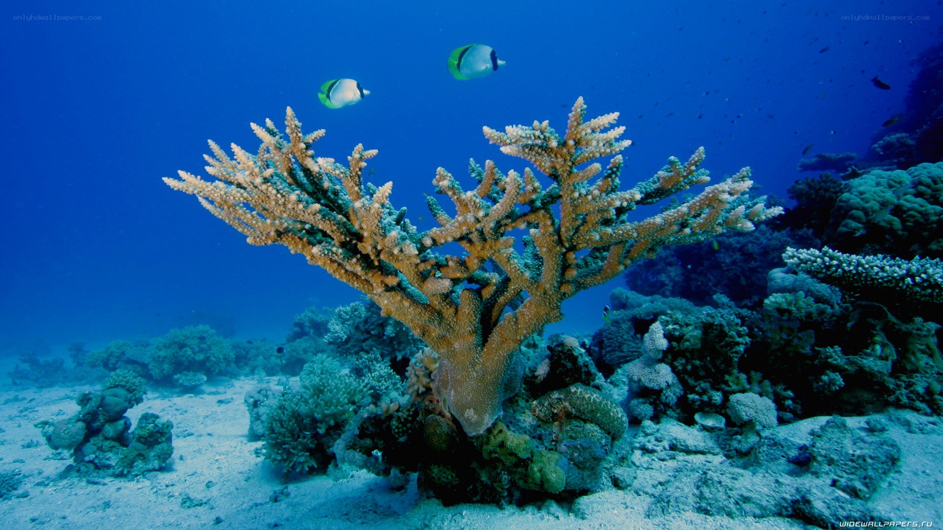 Coral reef with fish