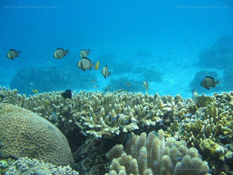 coral reef with fish