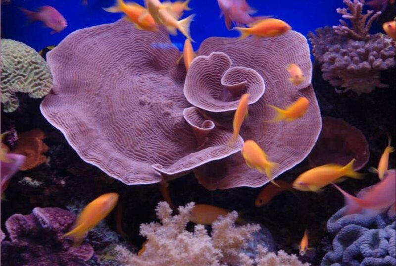 Coral reef with fish