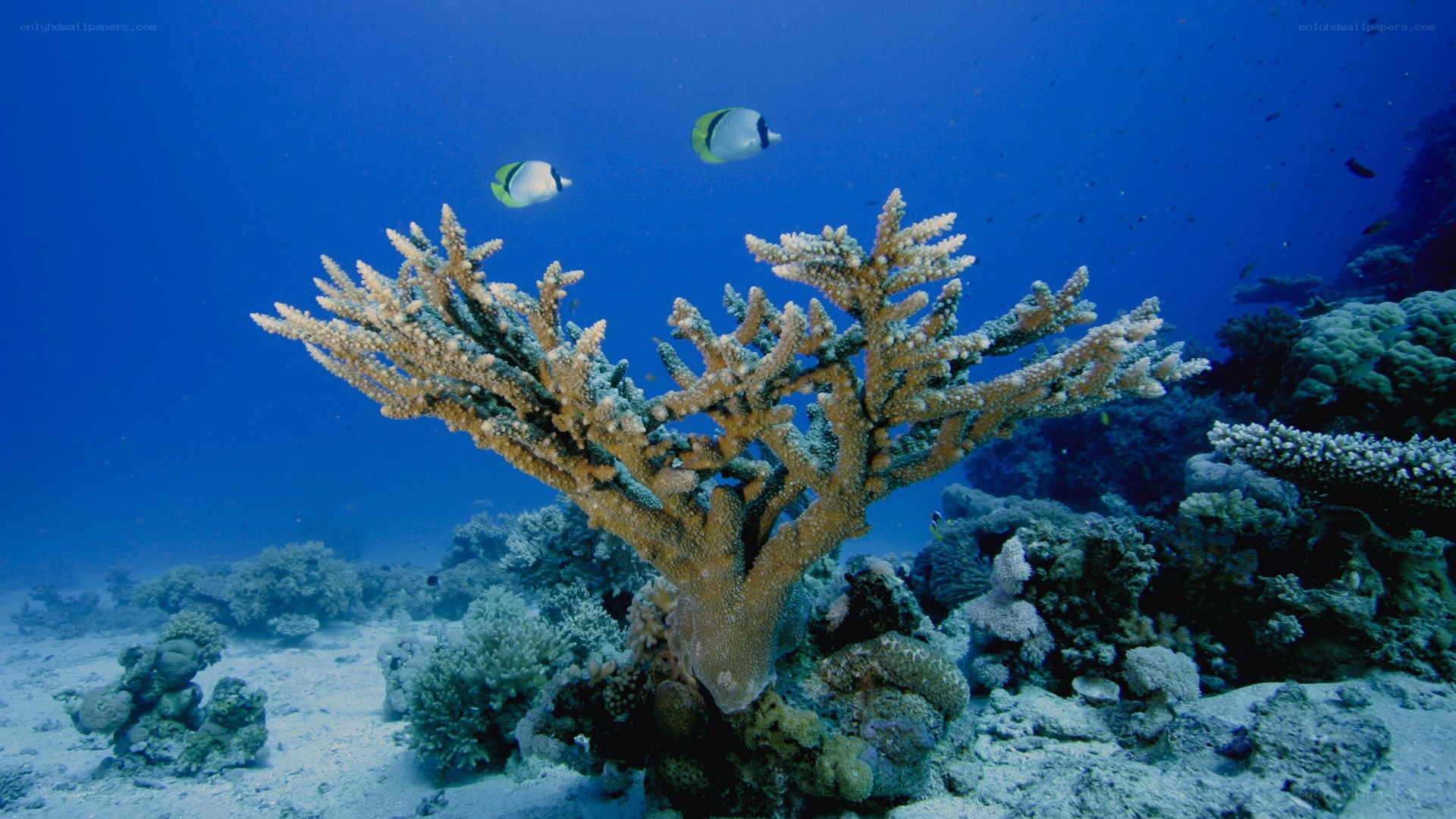 Coral reef with fish