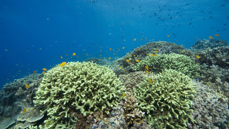 Coral reef with fish