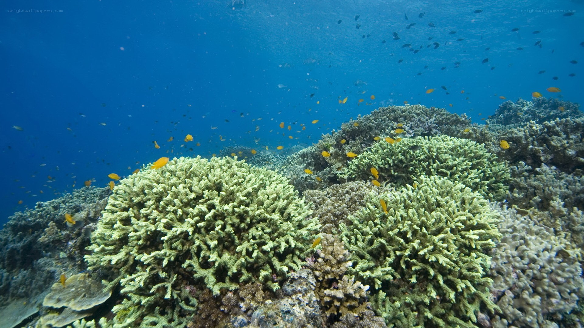 Coral reef with fish