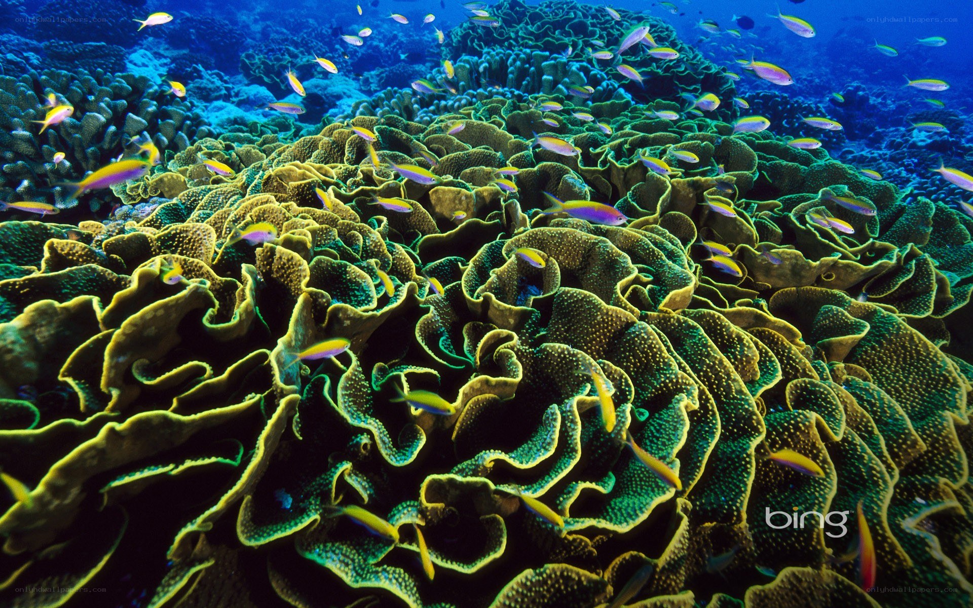 Coral reef with fish