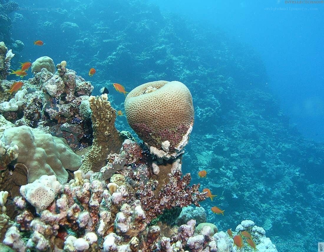 coral reef with fish