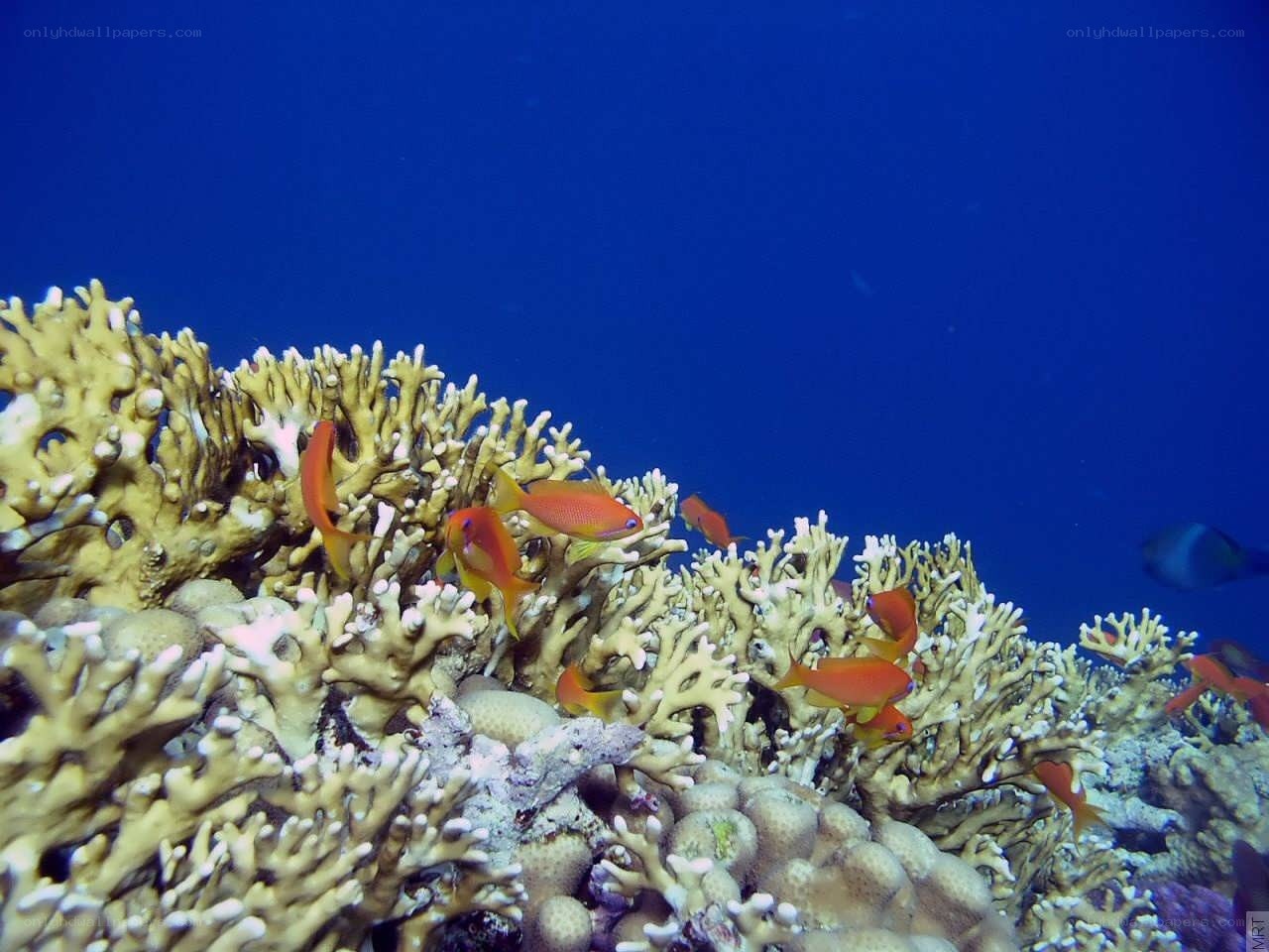 Coral reef with fish