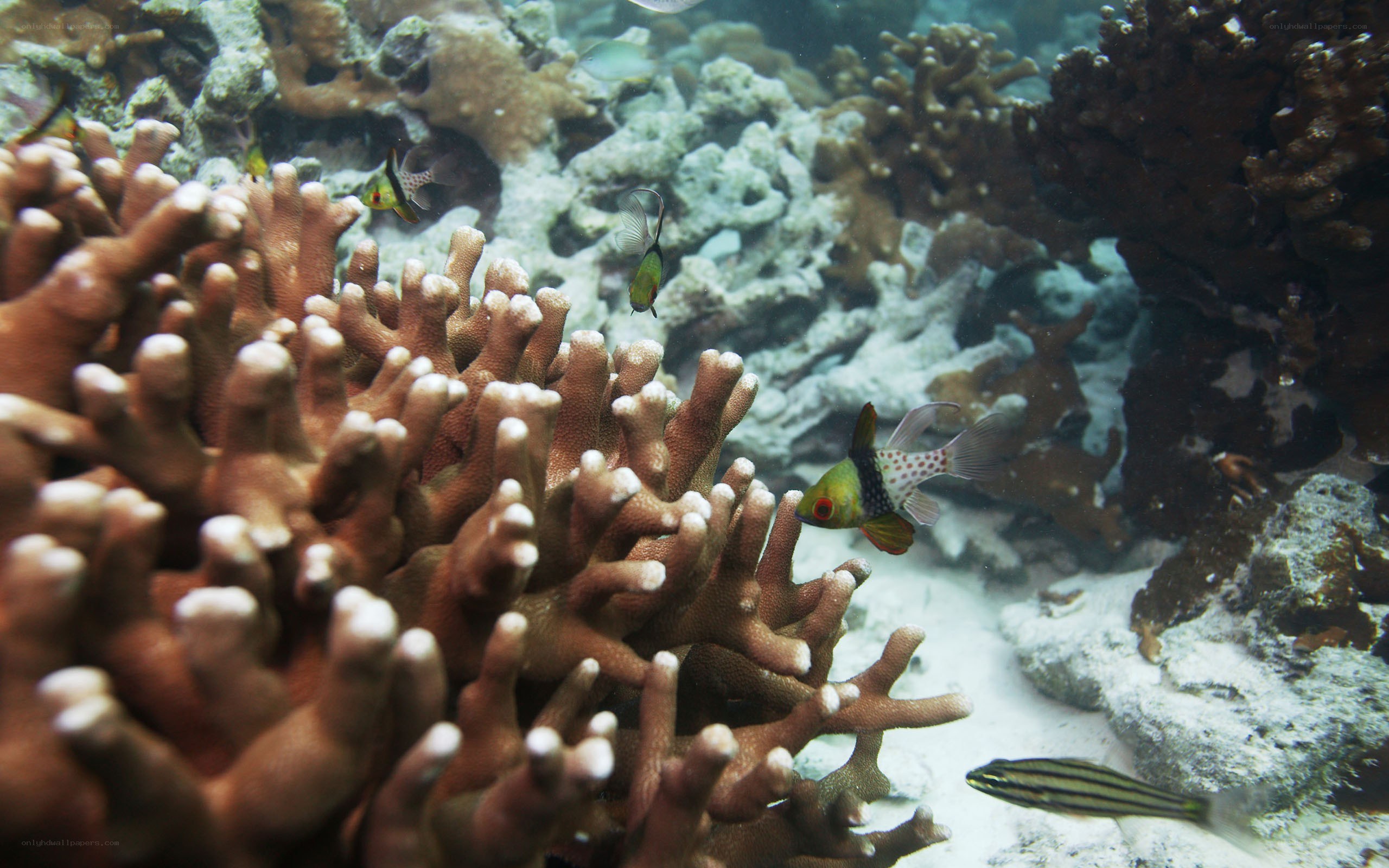 Coral reef with fish