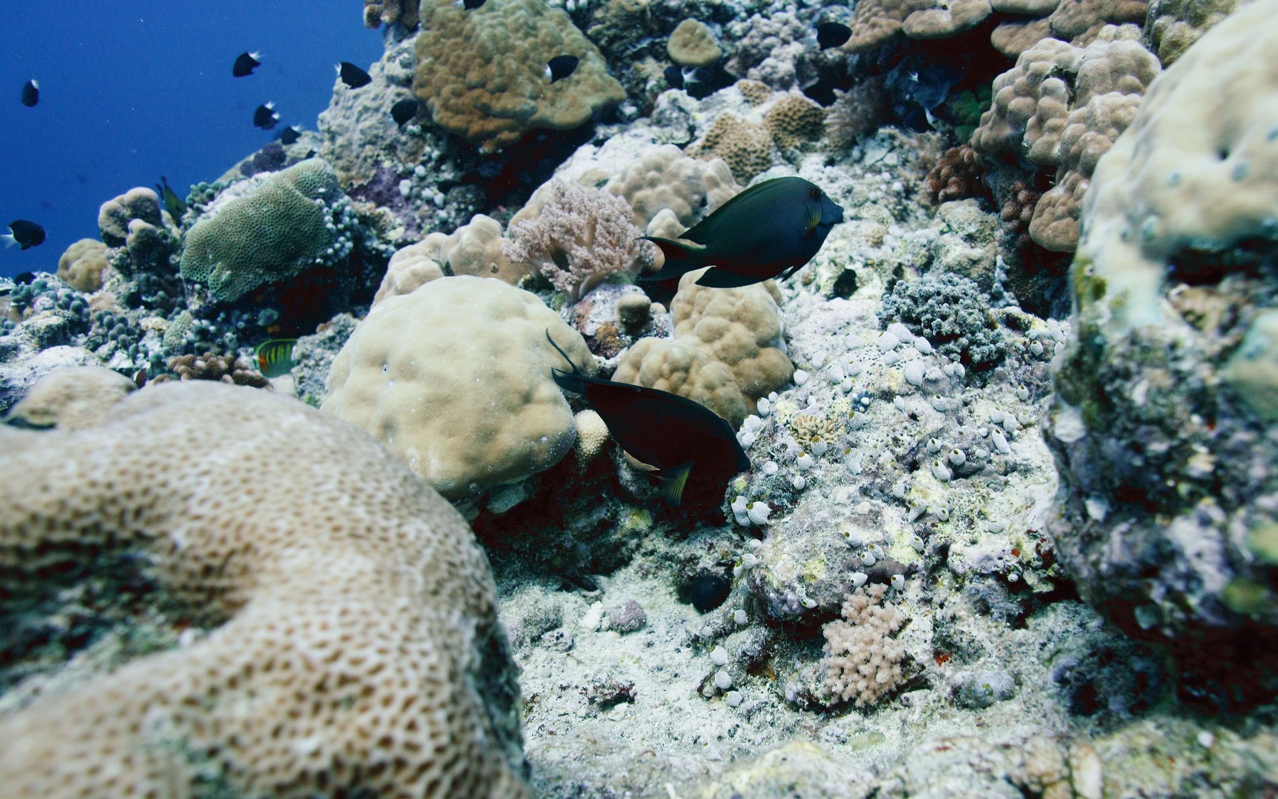 Coral reef with fish