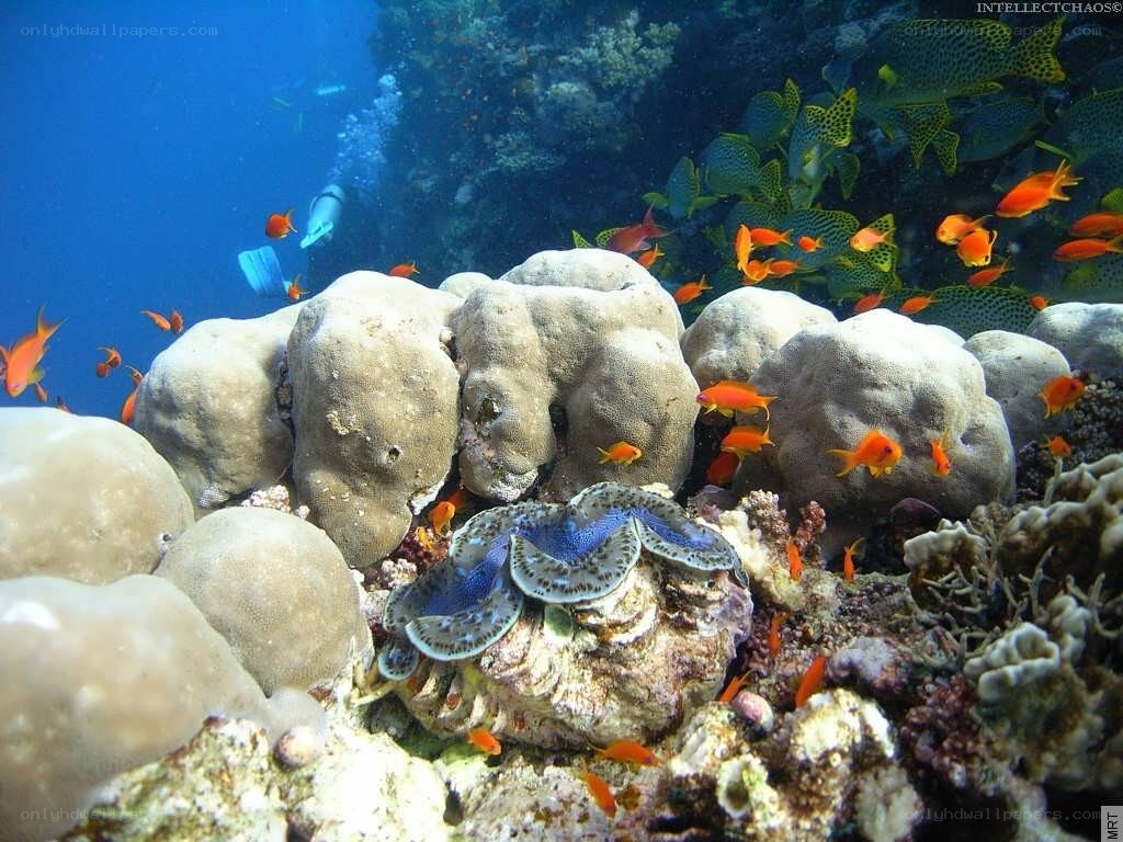 Coral reef with fish and clam