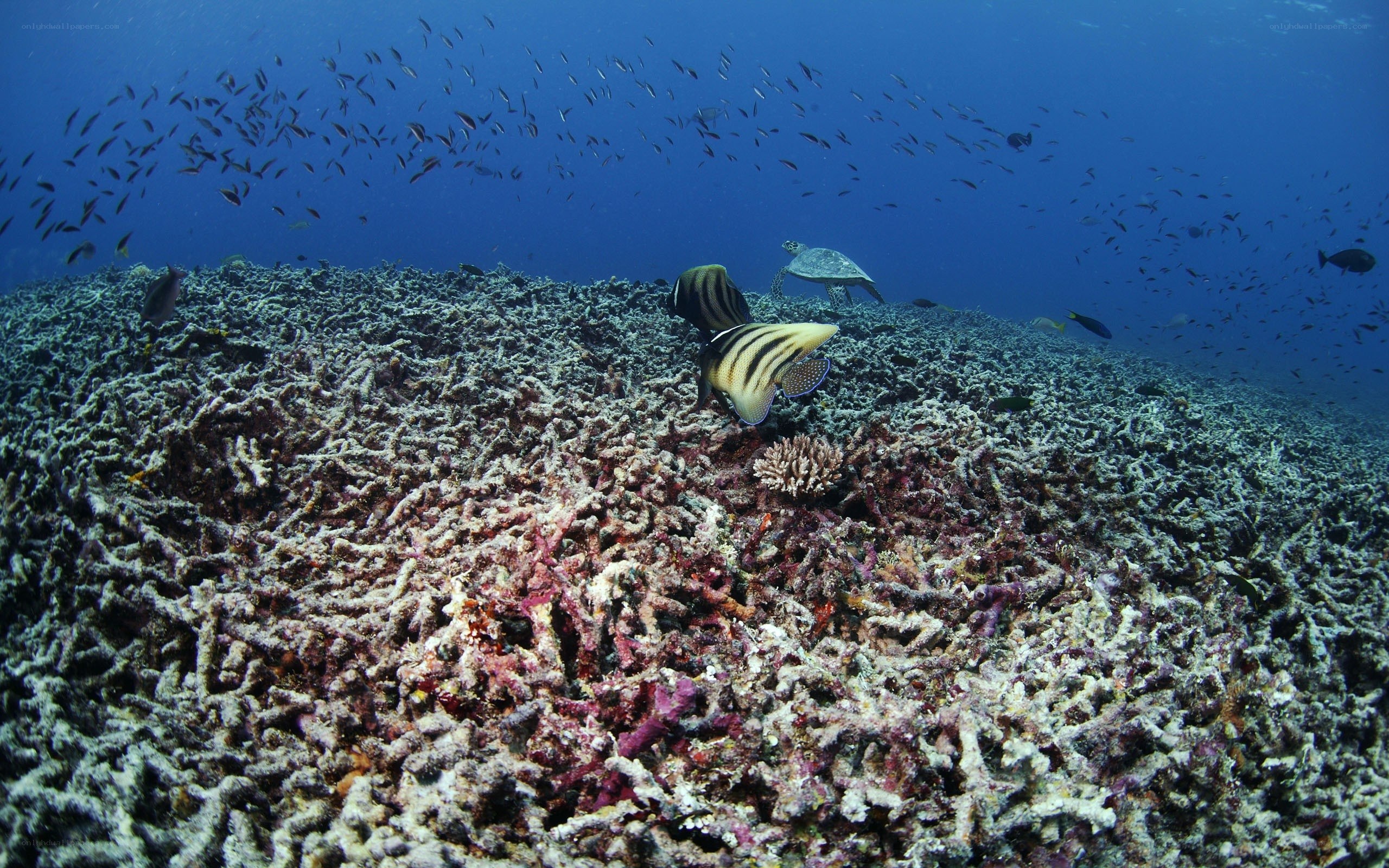 Coral reef with fish and turtle