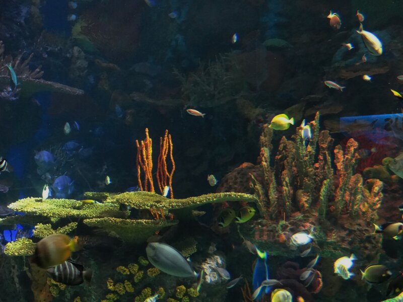 Coral Reef with Fish — Blue, Calm, Photograph