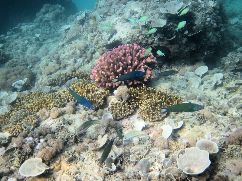 Coral Reef with Fish — Blue, Calm