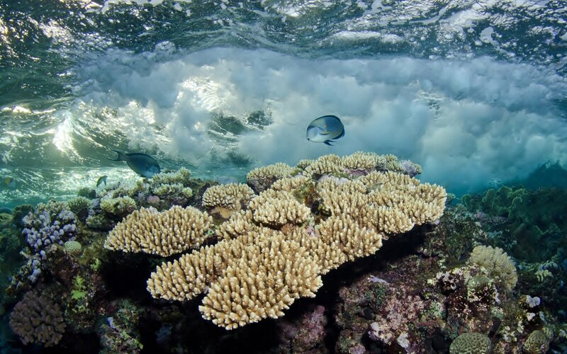 Coral Reef with Fish — Blue, Dramatic, Afternoon