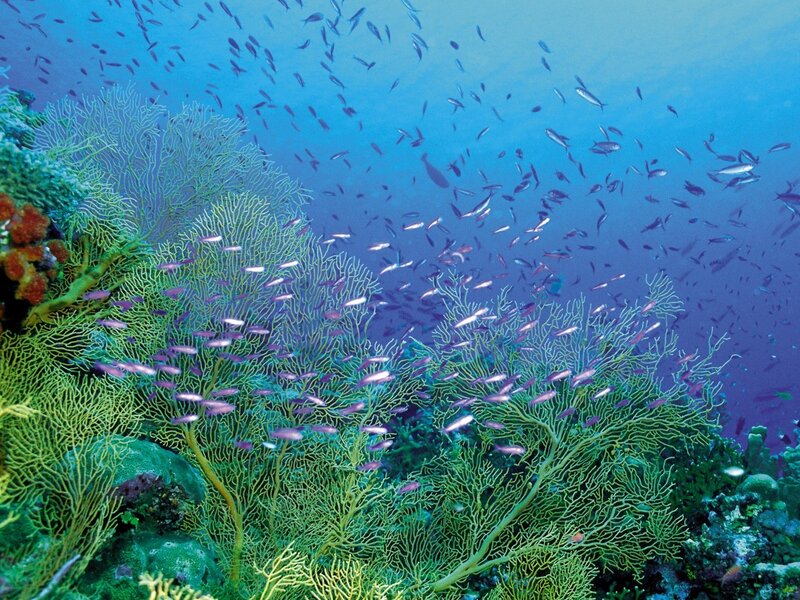 Coral Reef with Fish — Blue, Purple