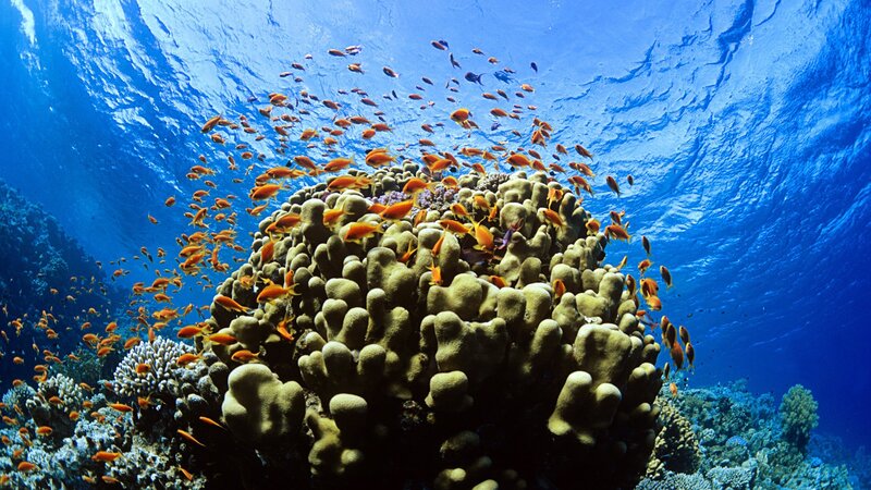 Coral Reef with Fish — Blue, Serene, Afternoon, Photograph, Ocean, Sunlight