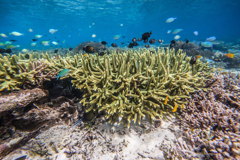 Coral Reef with Fish — Blue, Serene, Afternoon, Photograph, Ocean