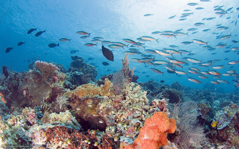 Coral Reef with Fish — Blue, Serene, Afternoon, Photograph, Sea Fans
