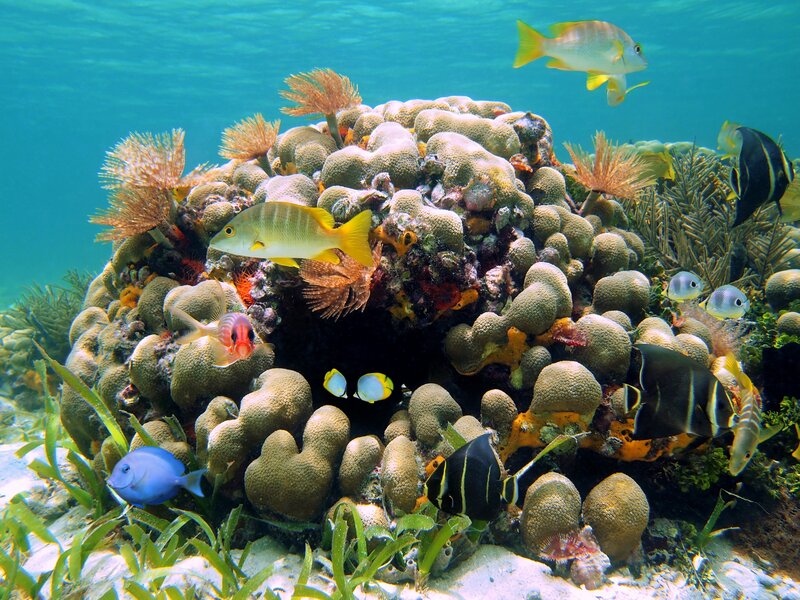 Coral Reef with Fish — Blue, Serene, Afternoon, Photograph, Seaweed