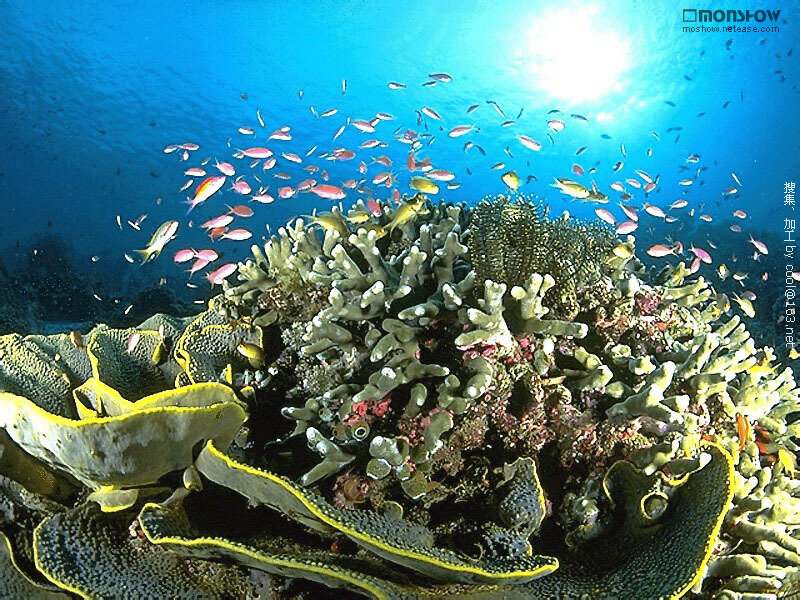 Coral Reef with Fish — Blue, Serene, Afternoon, Photograph, Sunlight, Green
