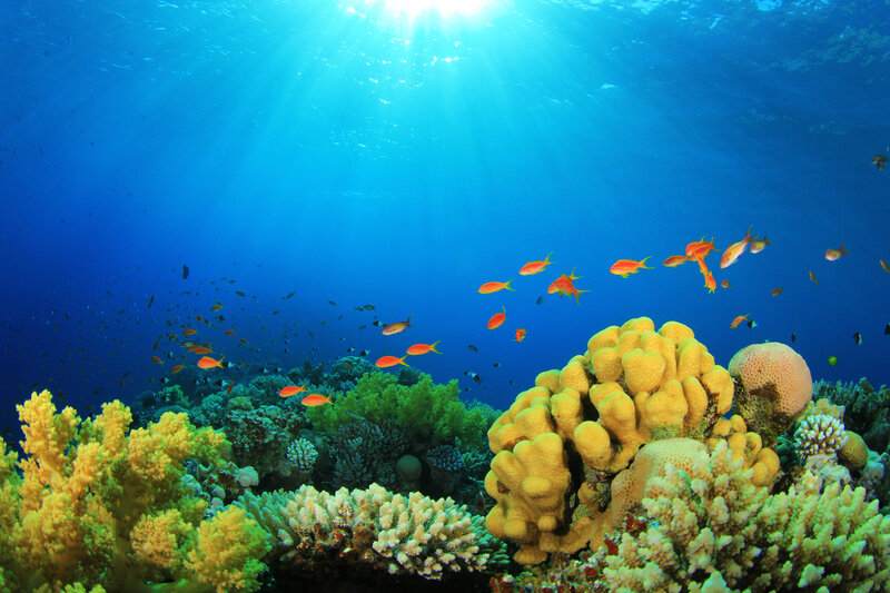 Coral Reef with Fish — Blue, Serene, Afternoon, Photograph, Sunlight, Ocean