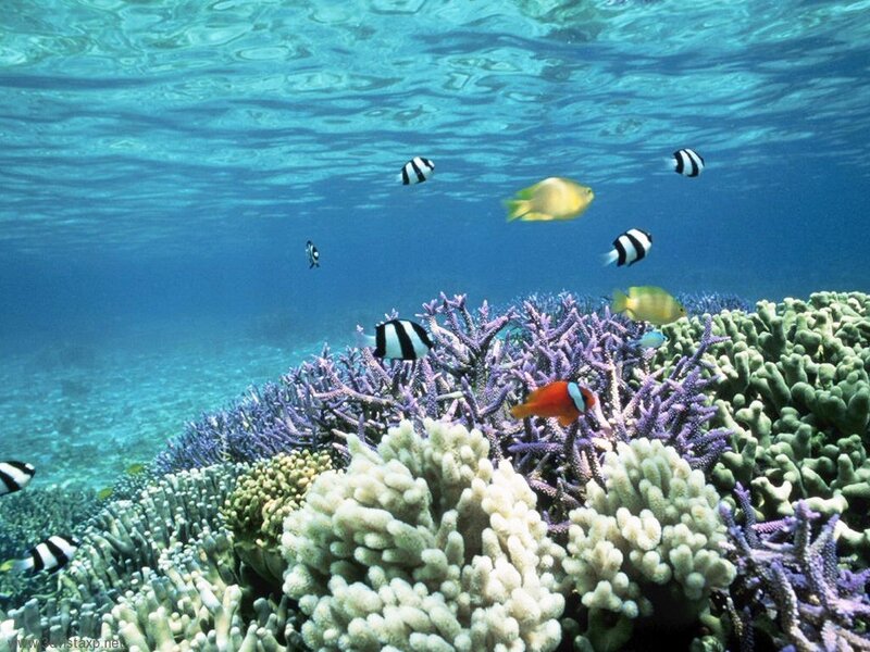Coral Reef with Fish — Blue, Serene, Afternoon, Photograph, Underwater, White