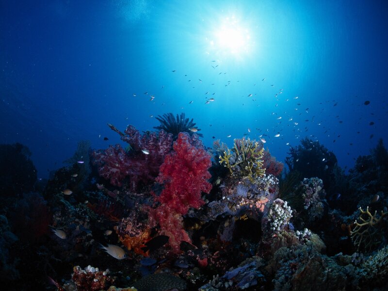 Coral Reef with Fish — Blue, Serene, Afternoon