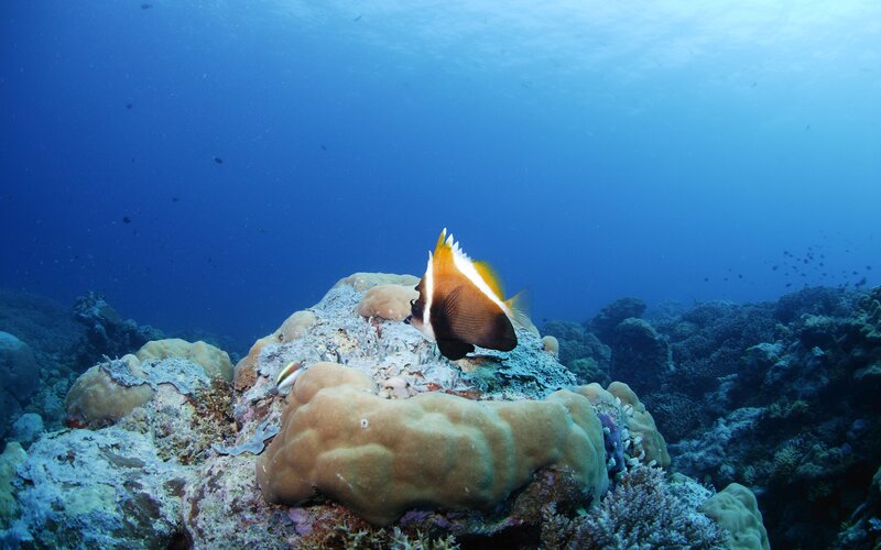 Coral Reef with Fish — Blue, Serene, Photograph, Ocean, Brown, White