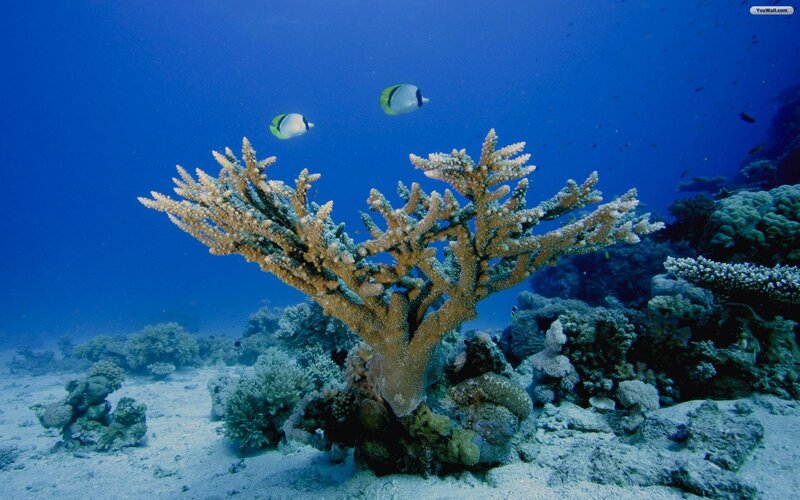 Coral Reef with Fish — Blue, Serene, Photograph, Ocean Floor