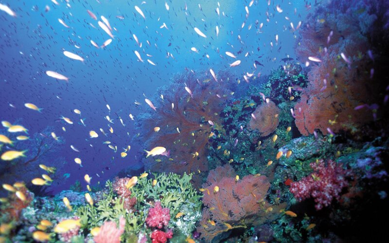 Coral Reef with Fish — Blue, Serene, Photograph, Ocean, Green, Pink
