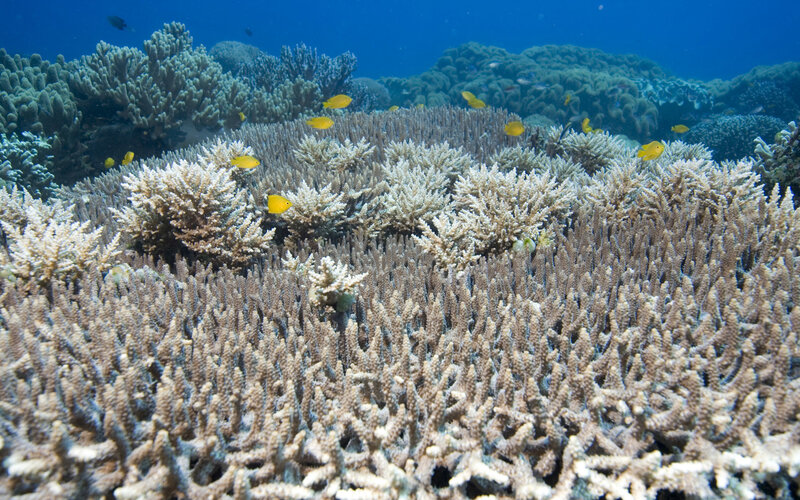 Coral Reef with Fish — Blue, Serene, Photograph, Ocean, White, Yellow