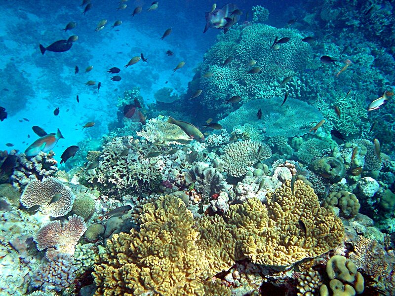 Coral Reef with Fish — Blue, Serene, Photograph, Ocean, Yellow, Green